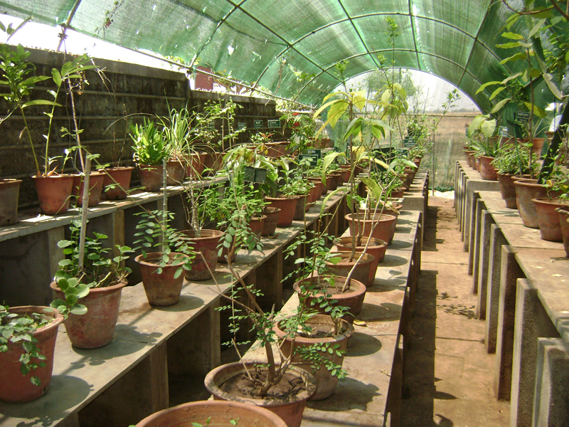 Herbal Garden