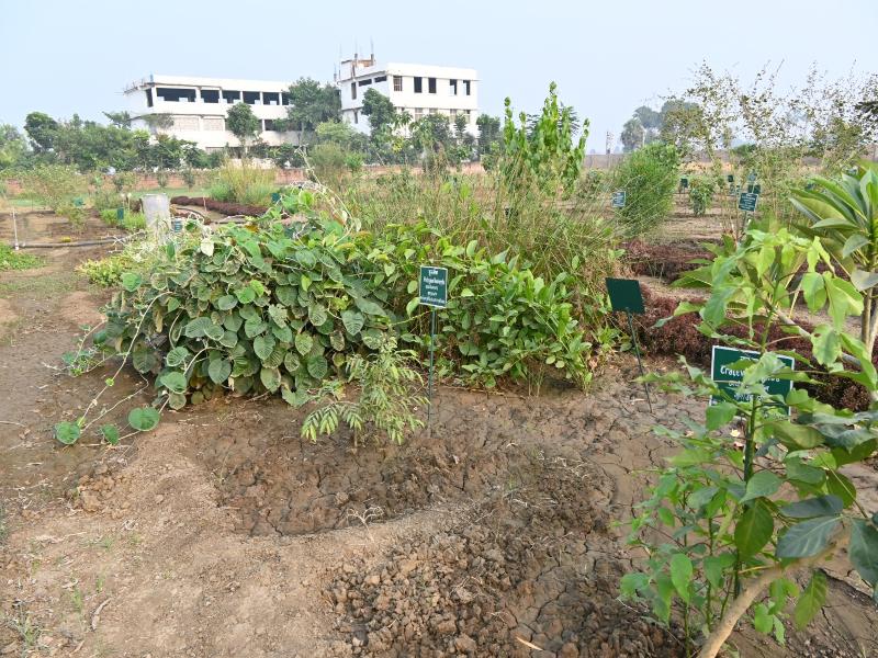 Herbal Garden